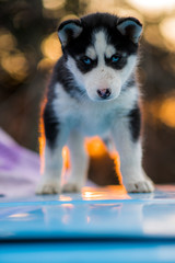 siberian husky and bokeh