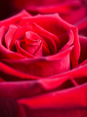 Beautiful red rose. Perfect background for a greeting card