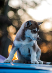 bokeh and husky
