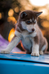 bokeh and husky