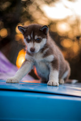 bokeh and husky
