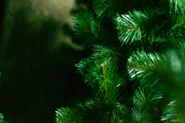 snow covered fir branches, christmas
