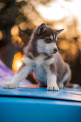 bokeh and husky