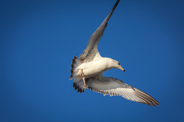 Fototapeta na wymiar A seagull takes flight through the sky.