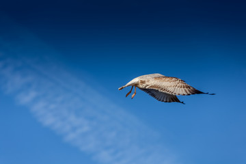 A seagull takes flight through the sky.