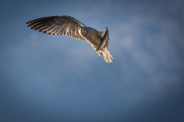 A seagull takes flight through the sky.