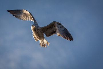 A seagull takes flight through the sky.