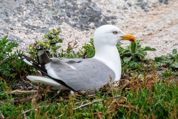 Obraz premium Seagull in Isla de Ons, Pontevedra, Galicia, Spain