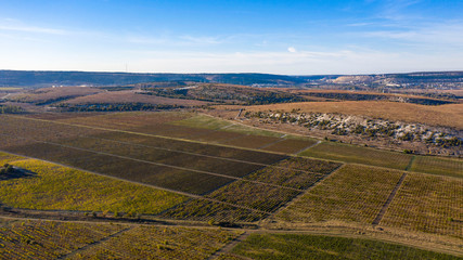 Autumn, vineyards