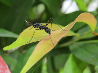 Close up view of insect animal wild, macro black flies fly ant asian bug wasp bee garden mosquito. Anatomy with 4 legs two antenna  ON GREEN YELLOW LEAVES AT PARK OUTDOOR