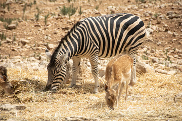 Animals in Aitana Safari park in Alicante, Comunidad Valenciana, Spain.