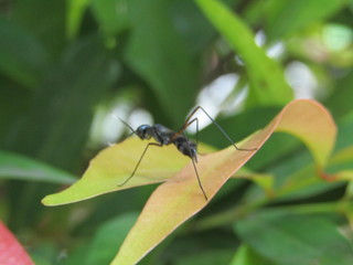 Close up view of insect animal wild, macro black flies fly ant asian bug wasp bee garden mosquito. Anatomy with 4 legs two antenna  ON GREEN YELLOW LEAVES AT PARK OUTDOOR