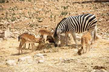 Obraz na płótnie Canvas Animals in Aitana Safari park in Alicante, Comunidad Valenciana, Spain.