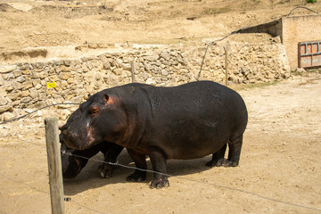 Animals in Aitana Safari park in Alicante, Comunidad Valenciana, Spain.
