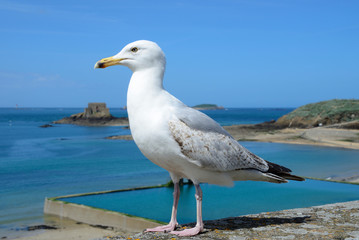 Goéland argenté sur les remparts de Saint-Malo en Bretagne