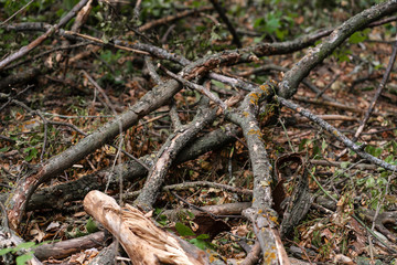 Broken dry tree branches on the ground in the forest