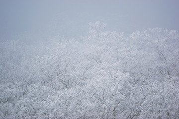 The mist crystallized on the dry branches of trees formed a beautiful ice crust