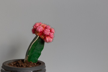Wide Shot of Pink Floral Succulent Cactus Against a Grey Background