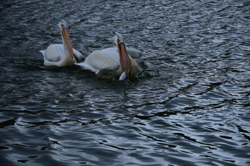 Pelican with a fish