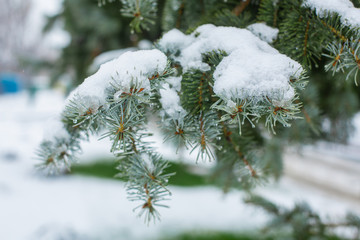 Green Christmas trees in a winter park covered with snow