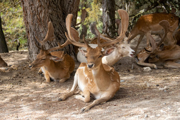 Animals in Aitana Safari park in Alicante, Comunidad Valenciana, Spain.
