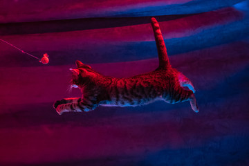 Obraz premium Active striped kitten plays with a toy on a rope in the light of colored lights