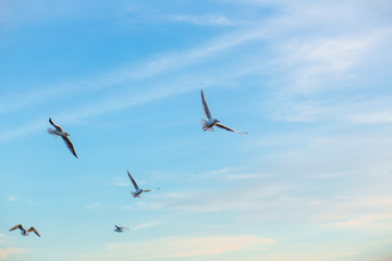 A flock of seagulls on the banks of the city river.