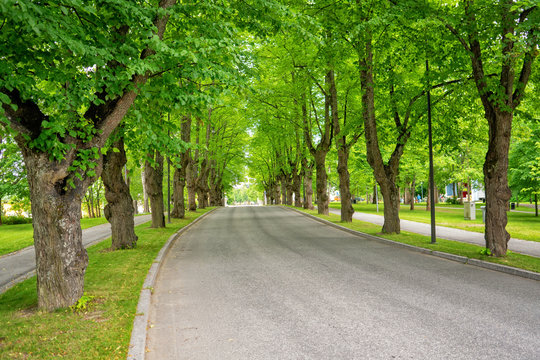 Urban road with green trees. Tree lined street in the summer time. This image was taken at Ikaalinen, Finland in July 2017.