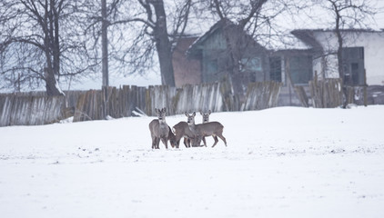 Group of delicate wild deer near a farm in the countryside, in winter 