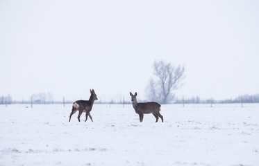 Delicate wild deer in winter landscape, on the field outside the forest