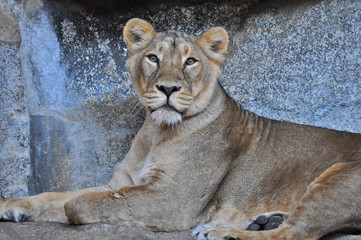 An asiatic lioness [Panthera leo persica] laying on the ground in a Zoo 