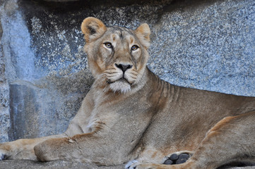 An asiatic lioness [Panthera leo persica] laying on the ground in a Zoo 