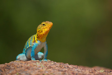 Eastern Collared Lizard ... this is a wild, natural lizard, not a pet