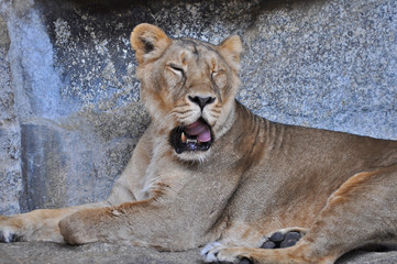 An asiatic lioness [Panthera leo persica] laying on the ground in a Zoo 