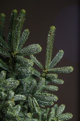 Close-up of fir or Abies Nobilis branches on a dark backdrop, Christmas or New Year concept