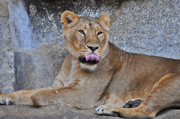 An asiatic lioness [Panthera leo persica] laying on the ground in a Zoo 