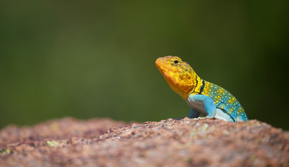 Eastern Collared Lizard ... this is a wild, natural lizard, not a pet