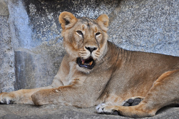 Fototapeta na wymiar An asiatic lioness [Panthera leo persica] laying on the ground in a Zoo 