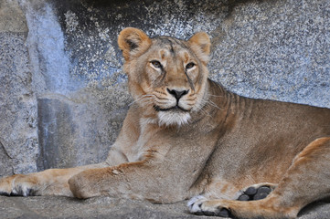 An asiatic lioness [Panthera leo persica] laying on the ground in a Zoo 