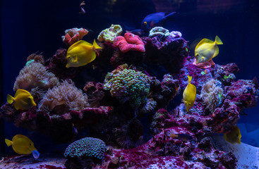 Nice yellow tropic aquarium reef fish