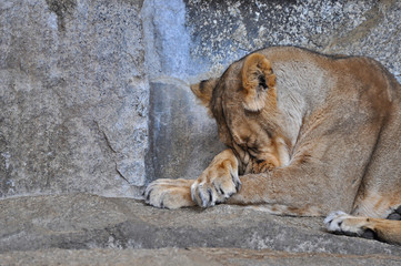 An asiatic lioness [Panthera leo persica] laying on the ground in a Zoo 