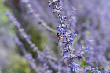 Worker bee collecting honey and pollen on the lilac or violet flowers of a lavender plant in the summer in the sunlight