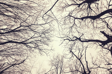 branches of tree against sky. abstract background