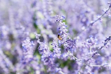 Worker bee collecting honey and pollen on the lilac or violet flowers of a lavender plant in the summer in the sunlight