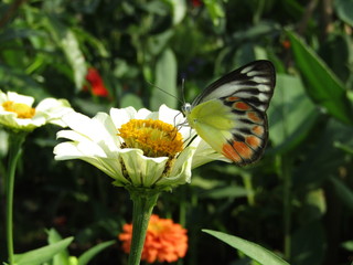 Close up view of a colorful butterfly on white daisy kenikir feed nectar pollen flowers in windy day flapping wings isolated on green leaves plant background. Macro selective focus pollination collect