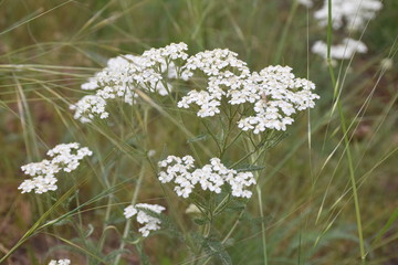 Queen Anne's Lace