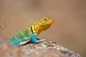 Eastern Collared Lizard ... this is a wild, natural lizard, not a pet