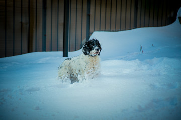 dog ,hunting breed ,playing in the street,the white snow in the winter