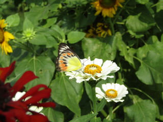 Close up view of a colorful butterfly on white daisy kenikir feed nectar pollen flowers in windy day flapping wings isolated on green leaves plant background. Macro selective focus pollination collect