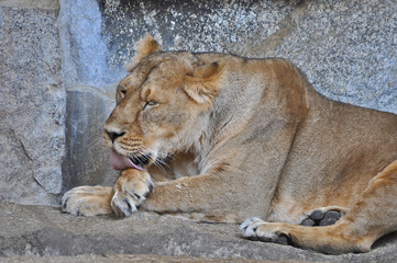 An asiatic lioness [Panthera leo persica] laying on the ground in a Zoo 